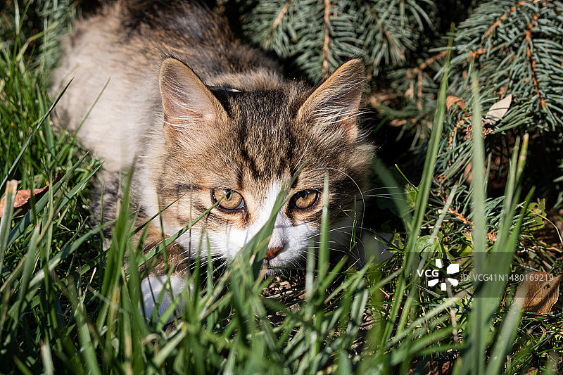 草地上的猫肖像，乌克兰图片素材