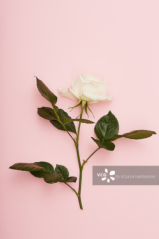 明亮的单瓣白玫瑰，粉色背景，柔和的阴影图片素材