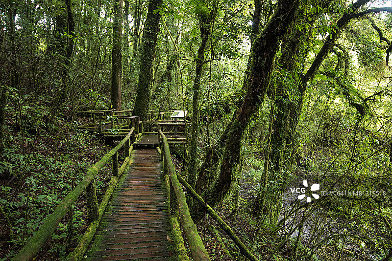 热带雨林安卡自然步道Doi Inthanon国家公园，清迈，泰国图片素材
