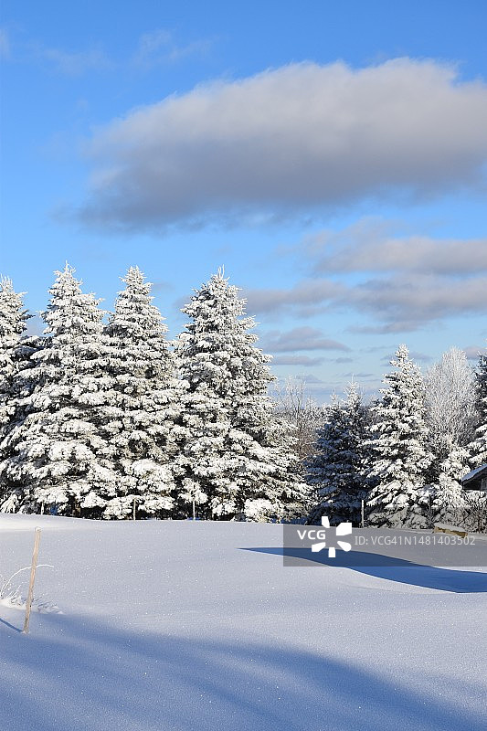 树木在白雪覆盖的田野上，背对着天空，加拿大图片素材