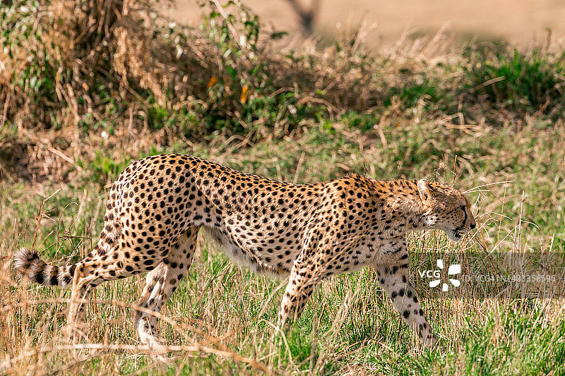 马赛马拉国家保护区的猎豹图片素材