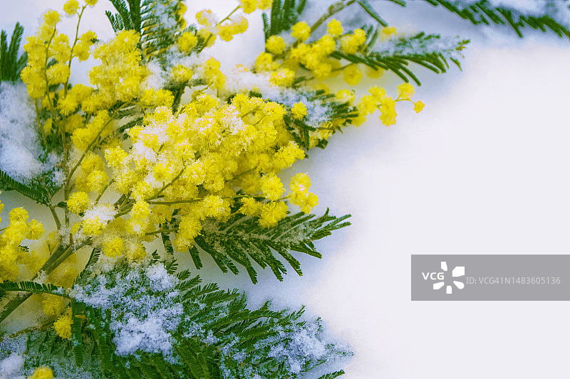 黄色的含羞草春花丛，图尔达，罗马尼亚图片素材