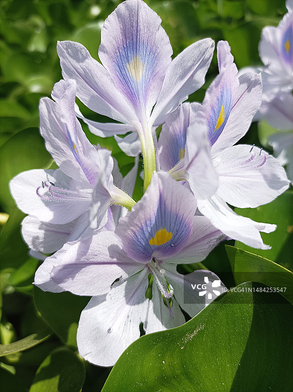 印度北方邦马图拉的紫色开花植物特写图片素材