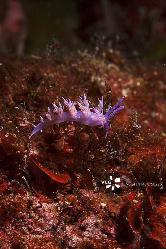 海洋生物裸鳃动物水下美景水肺潜水员的观点图片素材