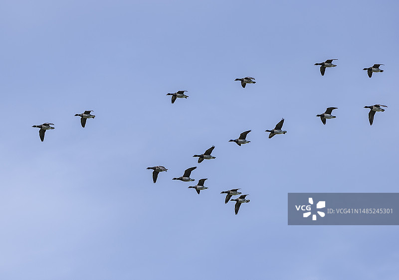 一群在春天迁徙的鹅。图片素材