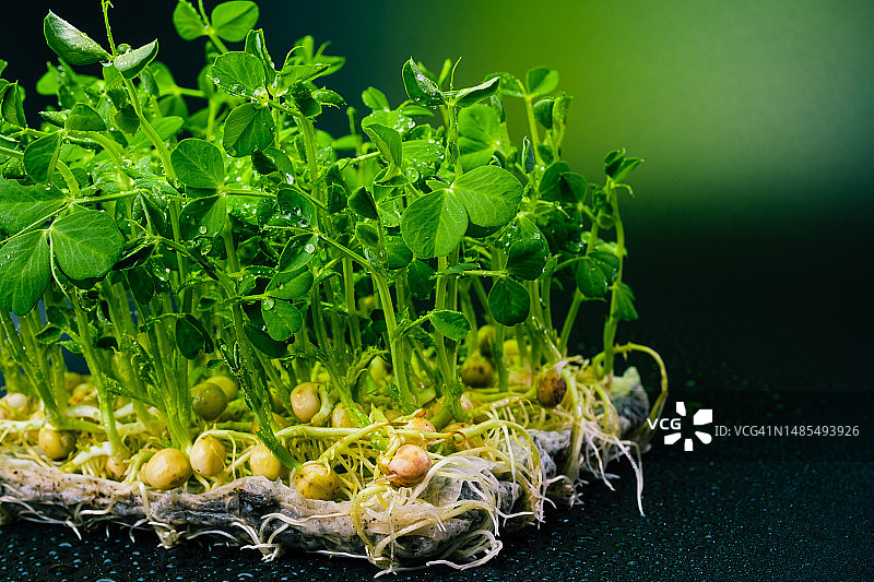 绿色豌豆的微绿芽在黑色背景上与水滴接近。豌豆芽创意镜头。图片素材