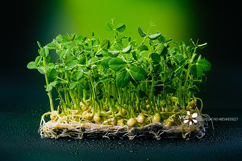 绿色豌豆的微绿芽在黑色背景上与水滴接近。豌豆芽创意镜头。图片素材