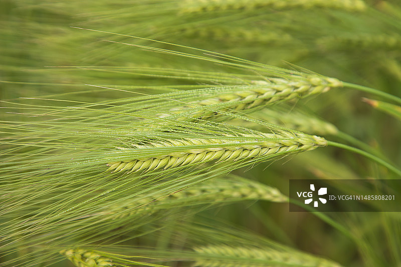 冬季清晨露珠湿润的大麦穗在收获地里选择性聚焦图片素材