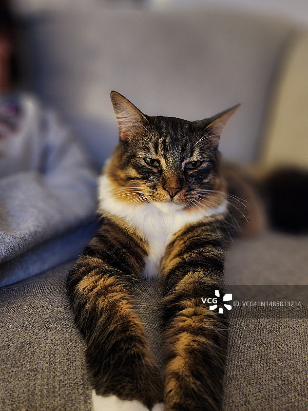 美国佛罗里达州塞夫纳，猫咪在家里沙发上休息的特写图片素材