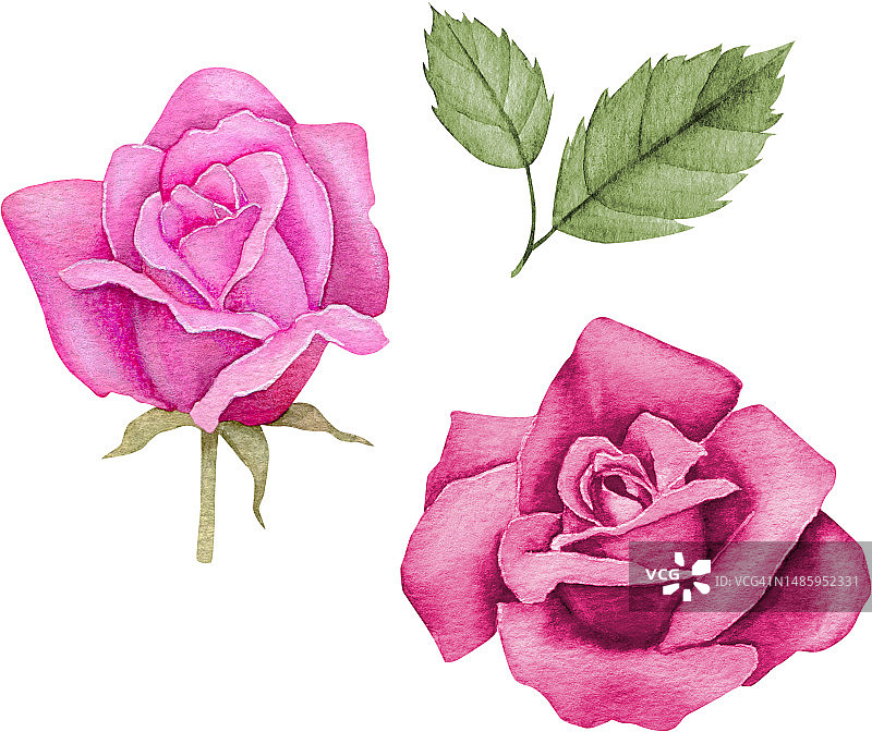 水彩画红玫瑰。手绘花卉插图。图片素材