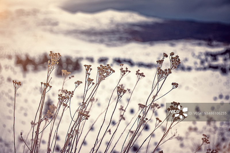 干燥的野花在冬天，罗马尼亚图片素材