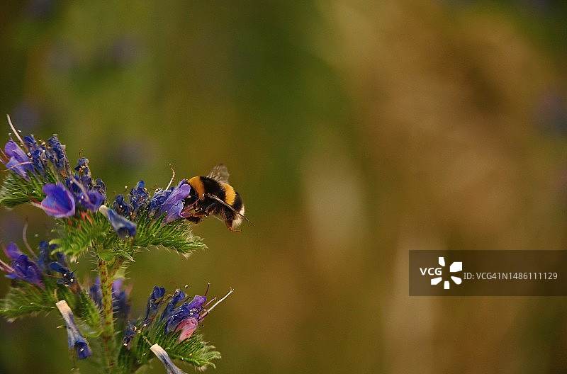 蜜蜂在紫色花朵上的特写图片素材