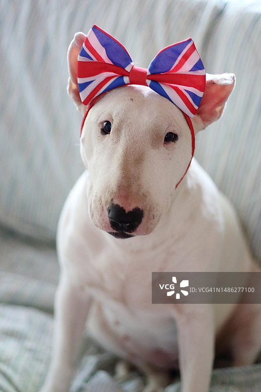 头上戴着英国国旗蝴蝶结的狗图片素材