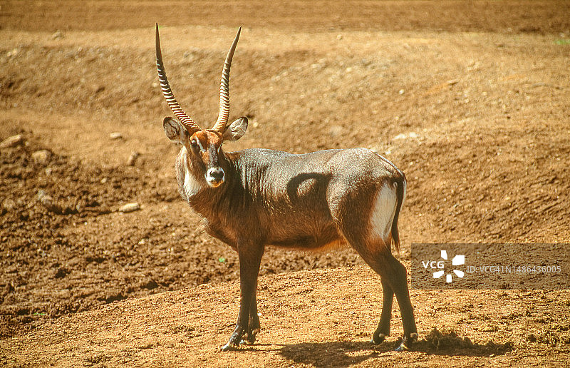肯尼亚的一只德法萨水羚图片素材