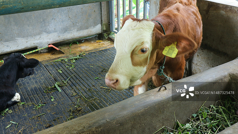 一头棕色的牛在农场吃草。图片素材