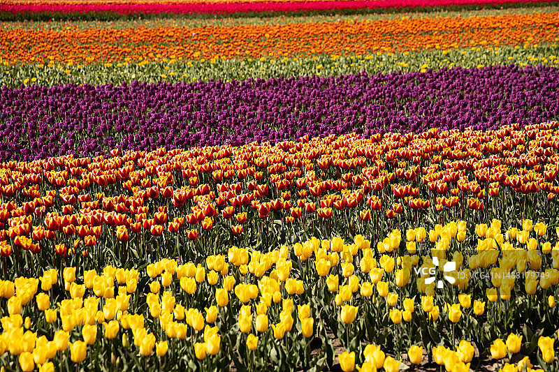 在荷兰，美丽的郁金香花丛形成了漂亮的图案。图片素材