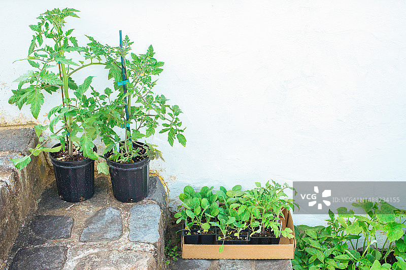 采购产品蔬菜花园植物，番茄植物生长，种植蔬菜幼苗图片素材