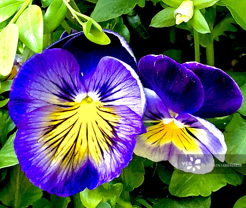 两个紫色和黄色三色堇的特写图片素材