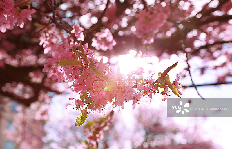 加拿大，不列颠哥伦比亚省，维多利亚，春天樱花的低视角图片素材
