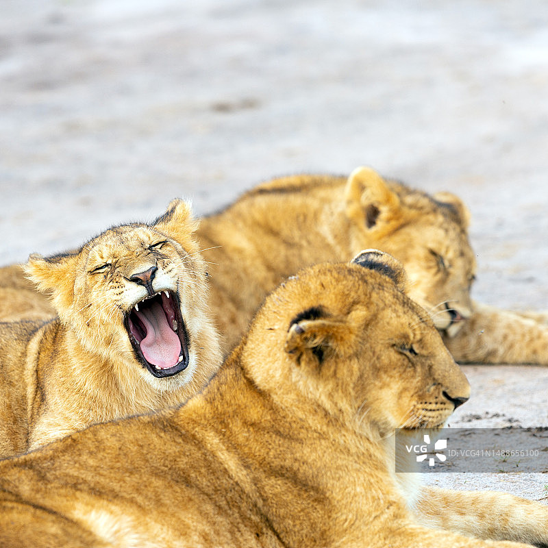 母狮和幼狮在野外休息图片素材