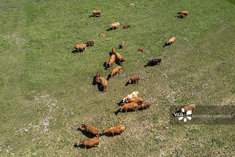 牧场上奶牛的鸟瞰图图片素材