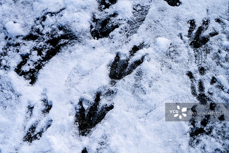 企鹅在雪地上的脚印图片素材