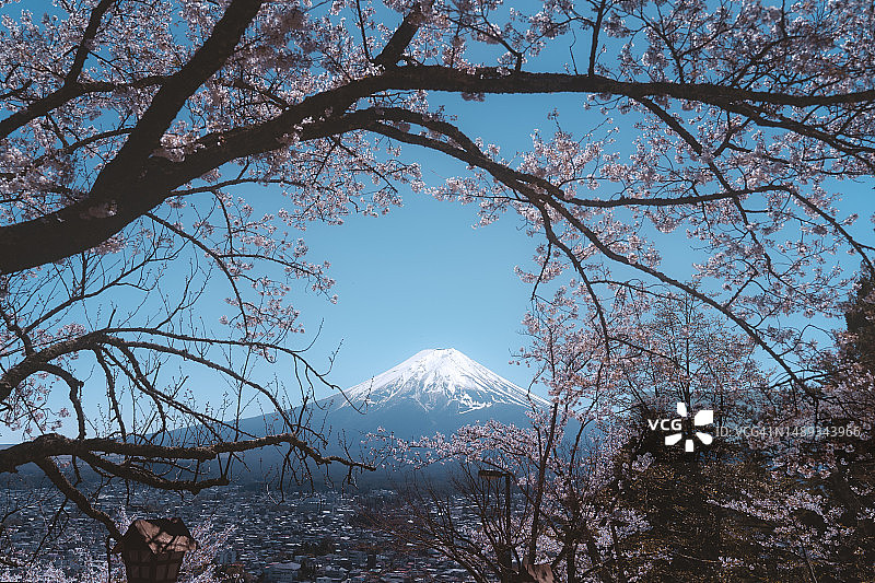 春天盛开的粉红色樱花和蓝天的富士山。在日本山梨县图片素材