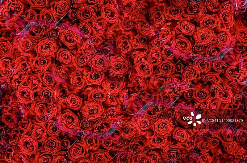 玫瑰花束特写图片素材