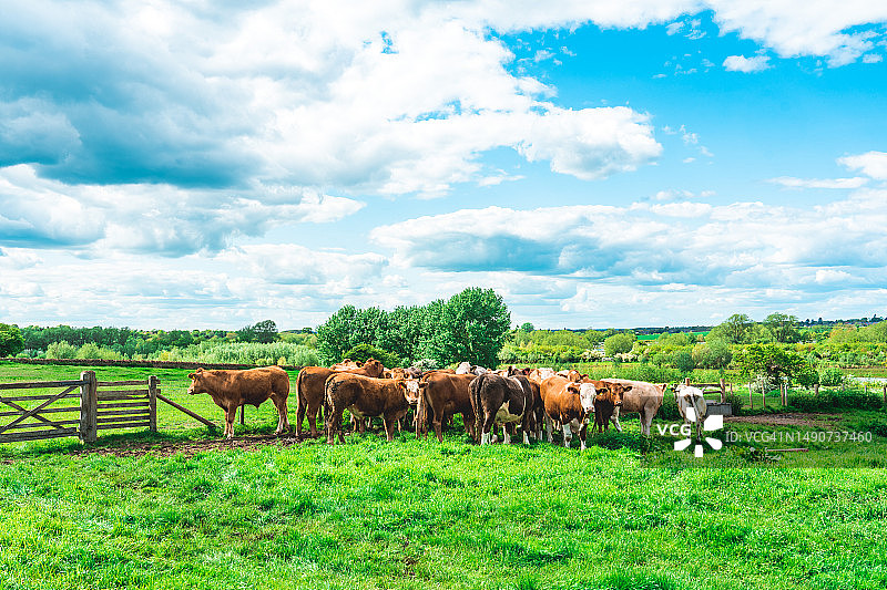 在英国欧斯谷公园的牧场上吃草的牛图片素材