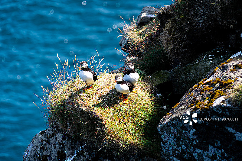 在丹麦法罗群岛，北大西洋的海雀在阳光下休息图片素材