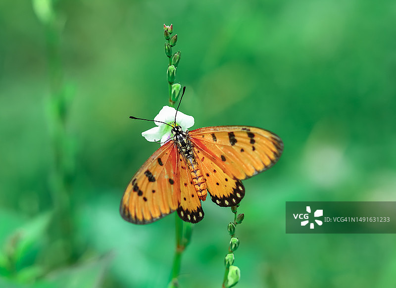 一只长着美丽翅膀的蝴蝶。图片素材