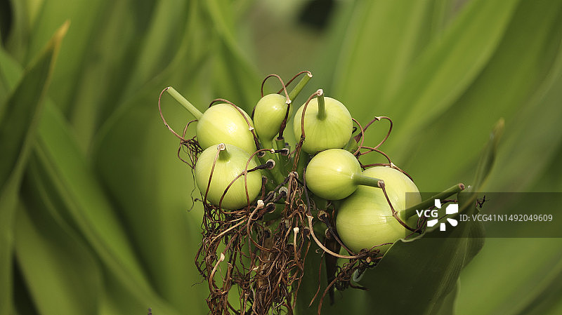蜘蛛百合豆荚生长在一个模糊的背景图片素材