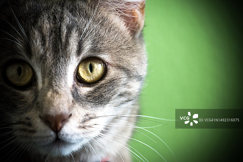 凝视:绿色墙壁上一只灰色虎斑猫的迷人特写肖像图片素材