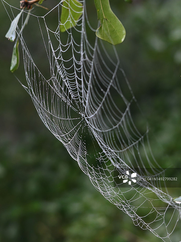 挂在树枝上的带露水的蜘蛛网。图片素材