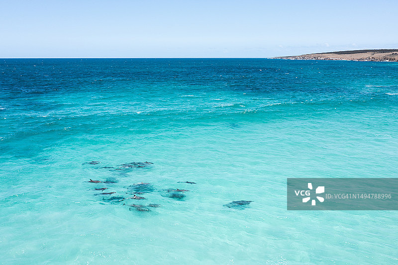 一群海豚。艾尔半岛。南澳大利亚。图片素材