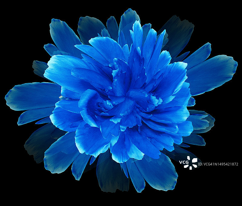 蓝色的花在黑色孤立的背景与剪辑路径。特写镜头。为设计。大自然。图片素材