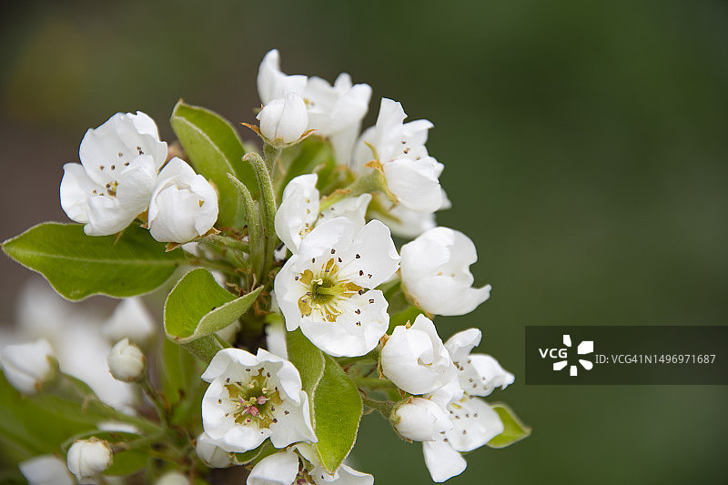 塞尔维亚白色樱花的特写图片素材