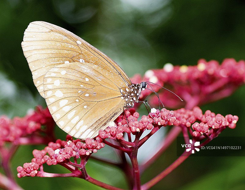 蝴蝶喝红花汁液——动物行为。图片素材
