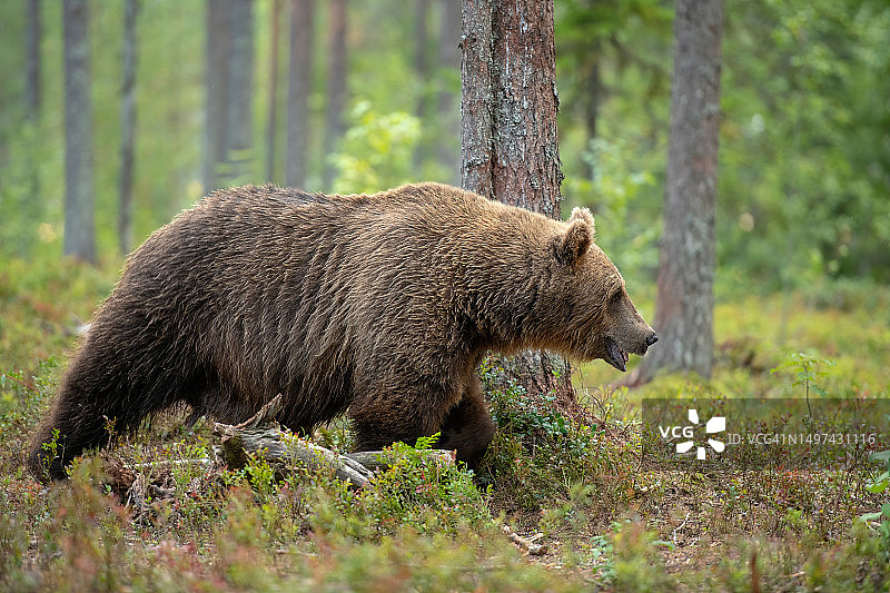 芬兰北部锦湖附近的秋天，一只熊在森林里散步图片素材
