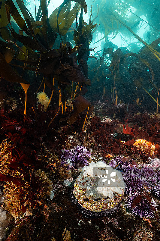 北加州生物多样性的水下珊瑚礁图片素材