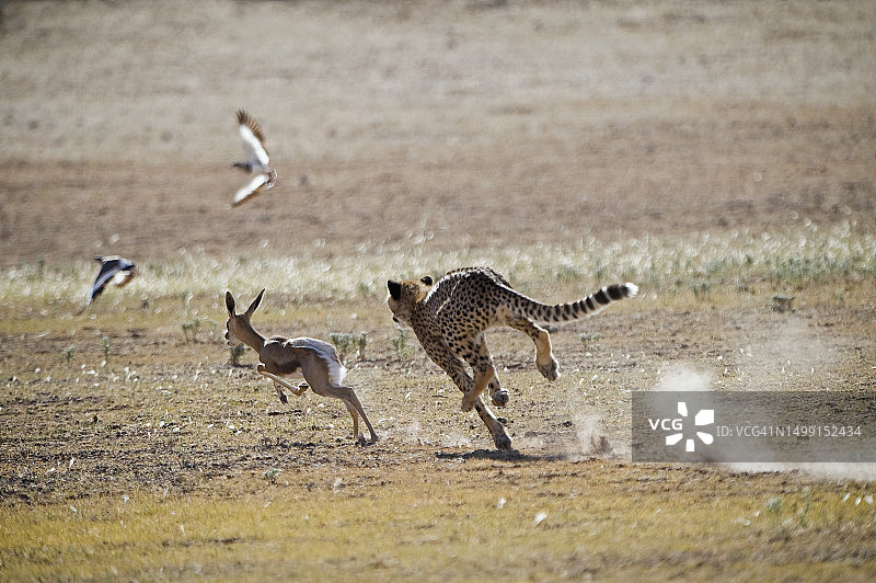 年轻的猎豹正在捕猎一只年轻的跳羚图片素材