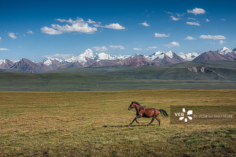 吉尔吉斯斯坦萨里达兹山谷的大草原，背景是天山山脉图片素材