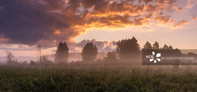 夏日的晨雾弥漫在草地上图片素材