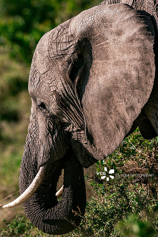 肯尼亚田野上的非洲象特写图片素材