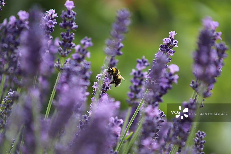 蜜蜂在熏衣草上授粉的特写，德国图片素材