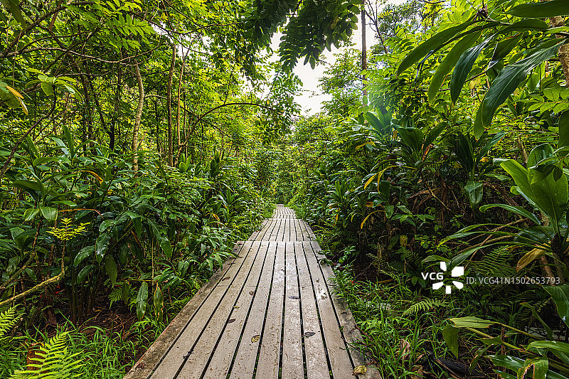 穿过茂密的树叶和热带雨林的木制小径图片素材