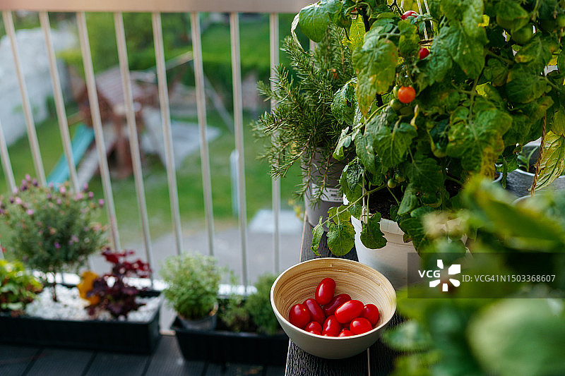 都市园艺，在家种植西红柿图片素材