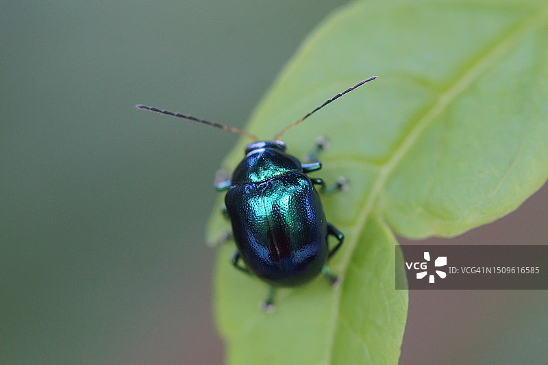 绿叶上的金属蓝色甲虫图片素材