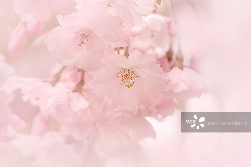 一组哭泣的樱花图片素材
