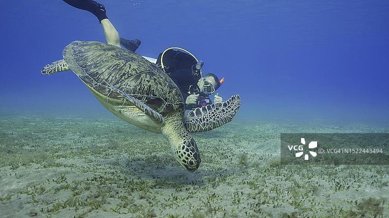 潜水员拍摄海龟游到海底。绿海龟(Chelonia mydas)在埃及红海的海草草地上潜水图片素材